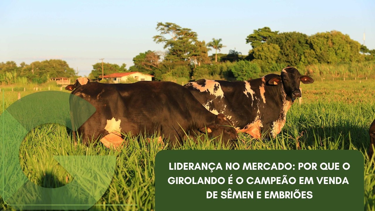 LIDERANÇA NO MERCADO: POR QUE O GIROLANDO É O CAMPEÃO EM VENDA DE SÊMEN E EMBRIÕES
