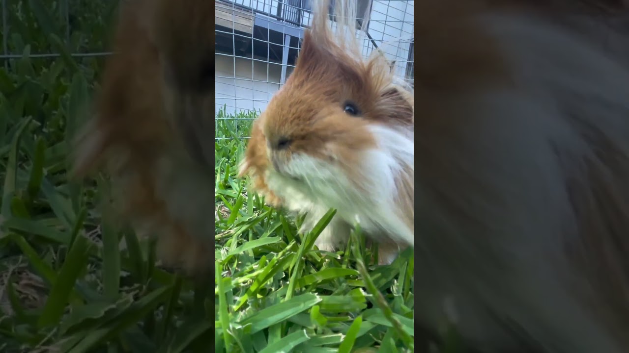 Peaceful guinea pig munching