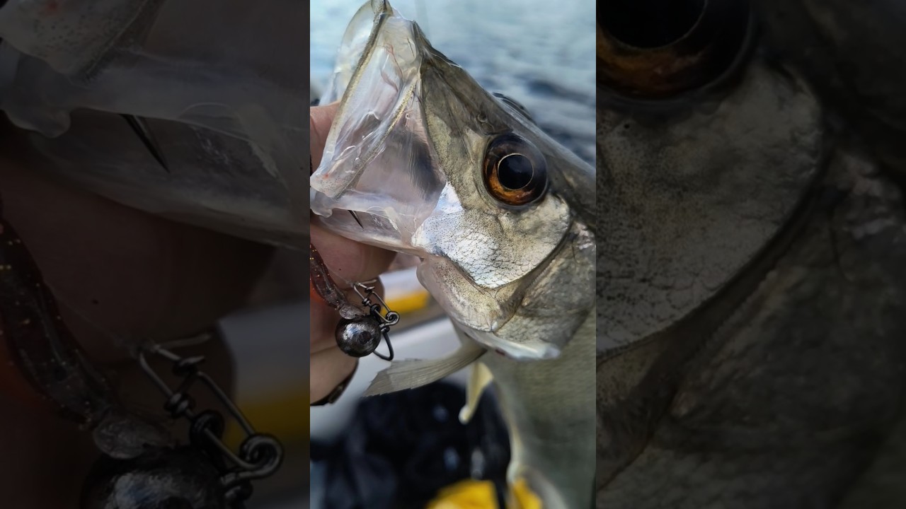 Robalo peva com camar&atilde;o artificial! #robalo #robalopeva #pescaria #fishing #pesca #fish #bassfishing