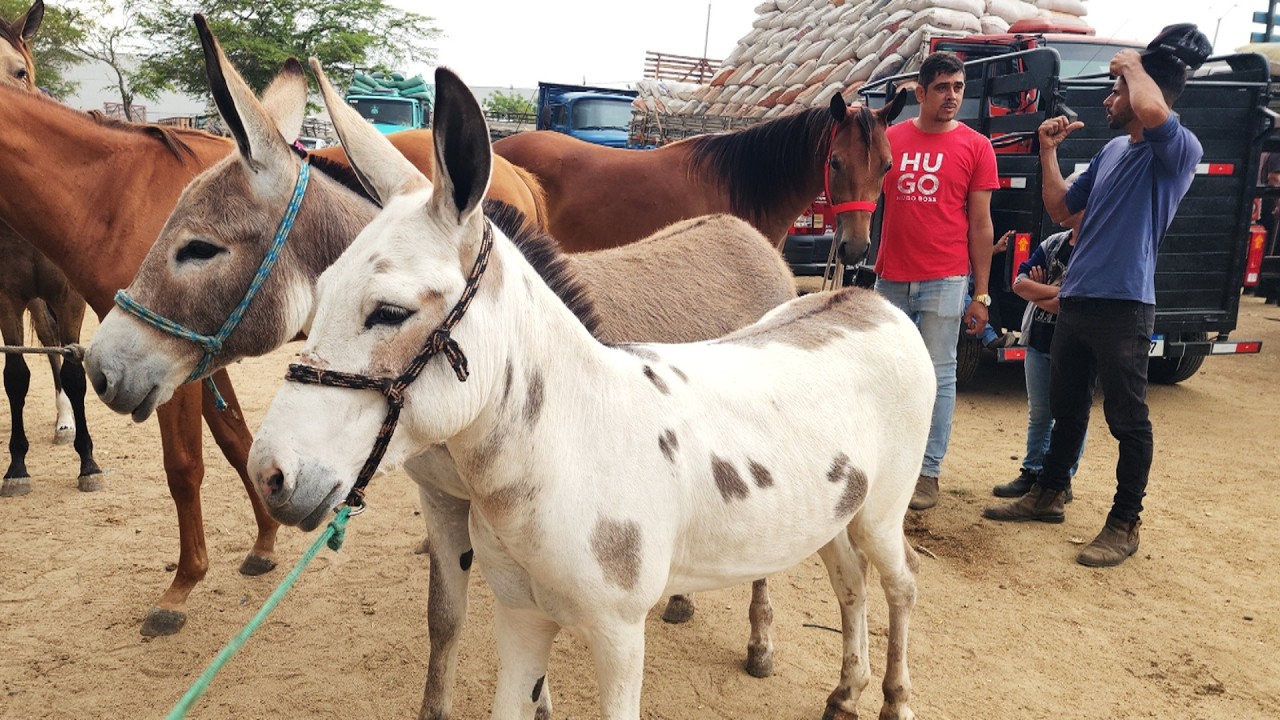 FEIRA DE CAVALOS EM CARUARU-PE   20-01-2026 #nordeste