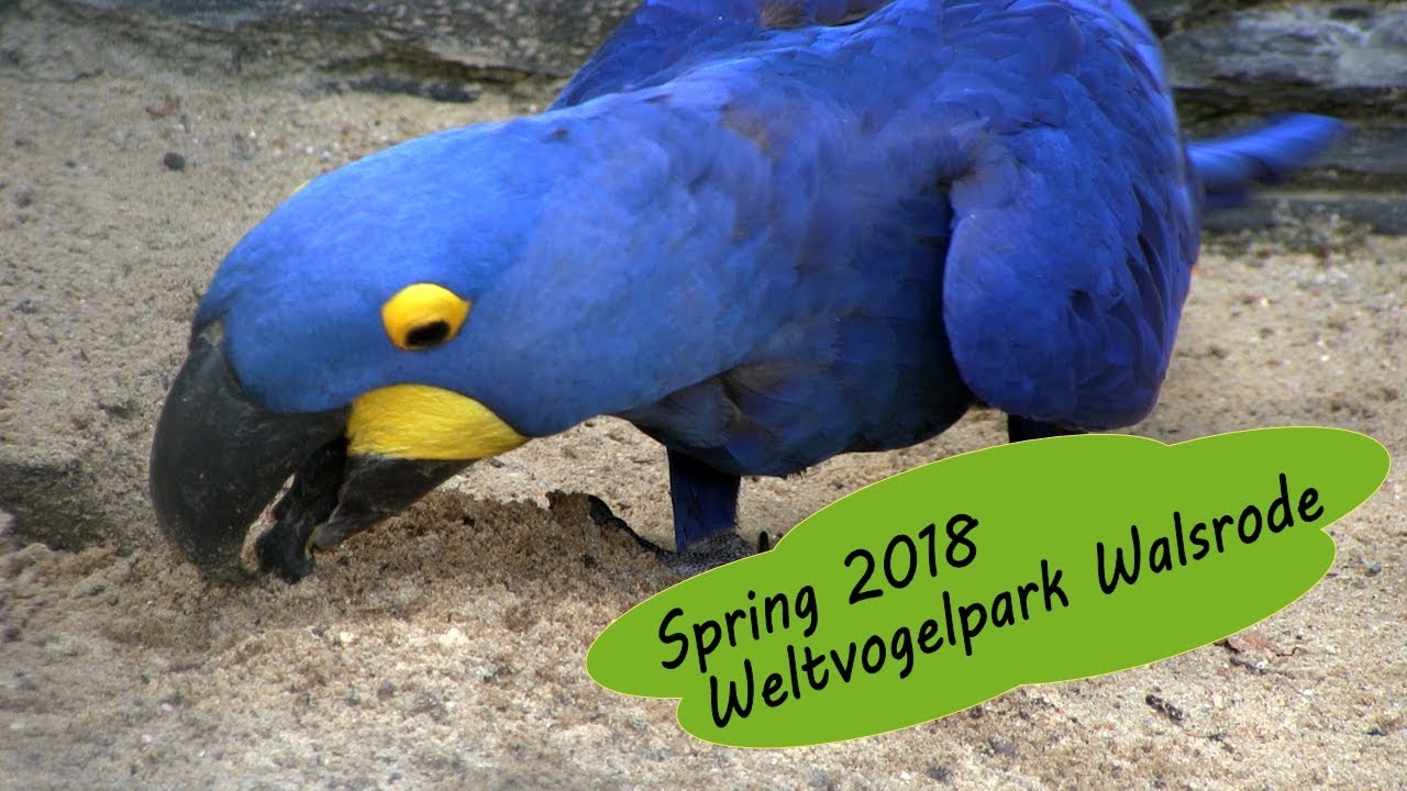 Weltvogelpark Walrode 2018 - Frühling im Erlebnisparadies