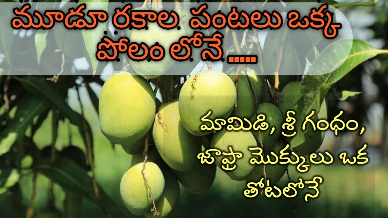 మామిడి శ్రీ గంధం జాఫ్రా 3 రకాల మొక్కలు స్వల్ప మరియు దీర్ఘకాలికంగా ఉంటాయి/Multicrop in Mango fields