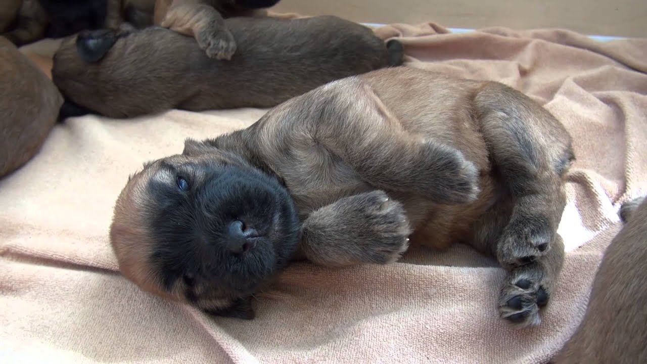 Sierra, our soft-coated Wheaten Terrier and her three week old puppies