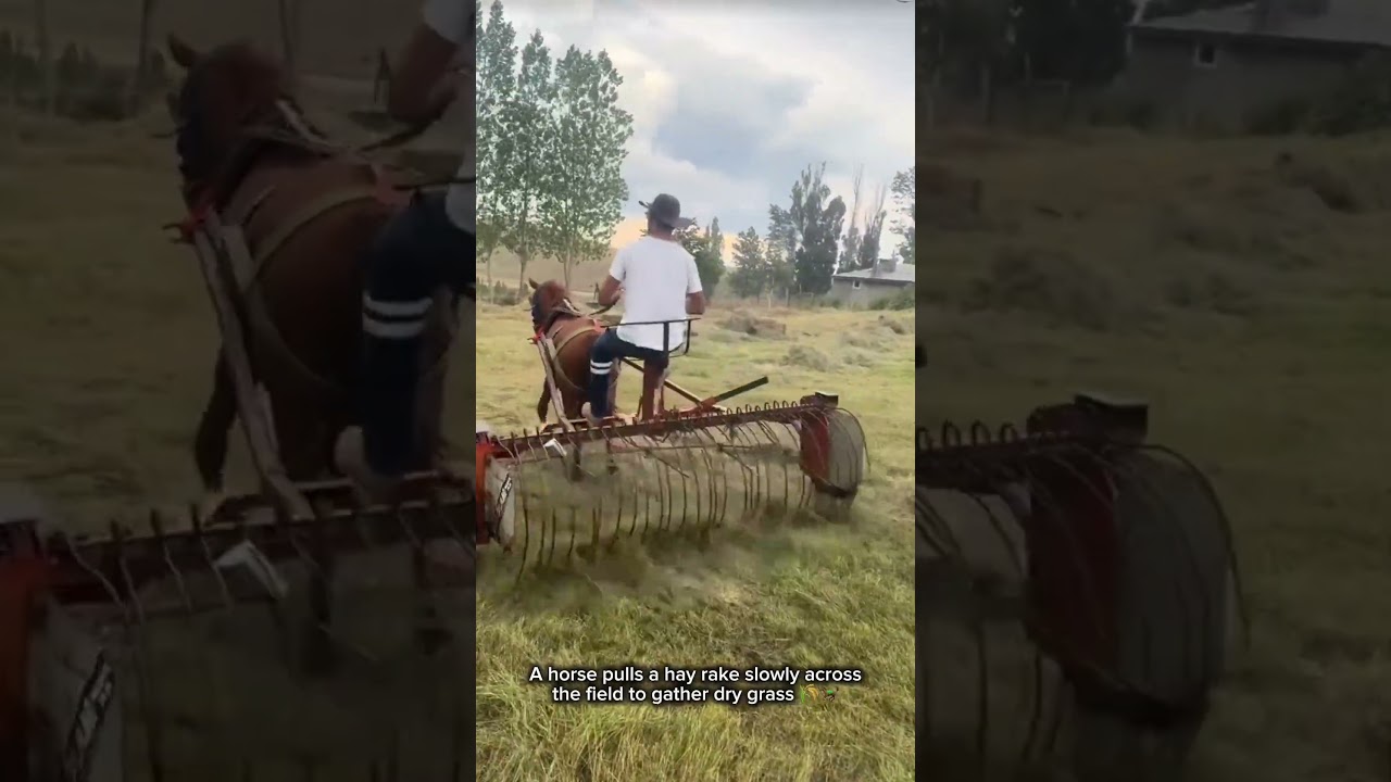 Using a Horse to Pull a Hay Rake in Open Fields