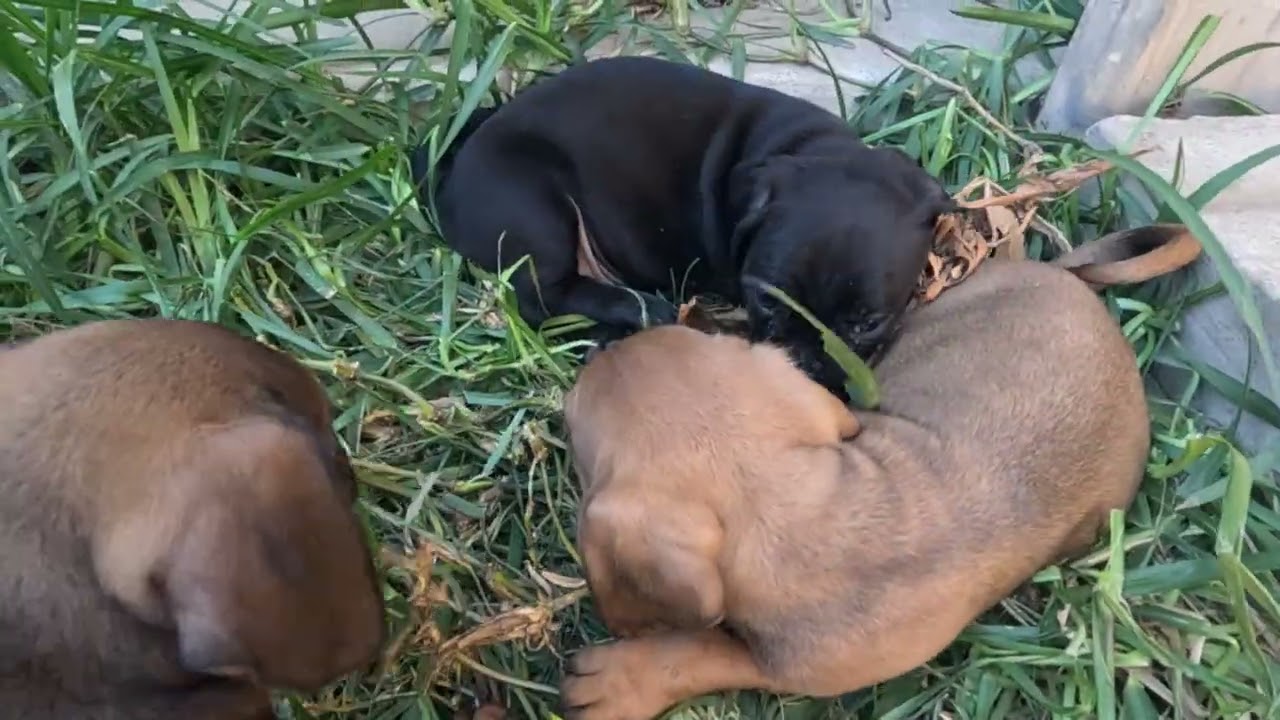 Puppies playing around part 6