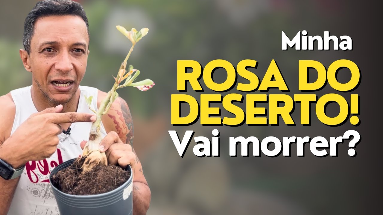 Rosa do Deserto apodrecendo!