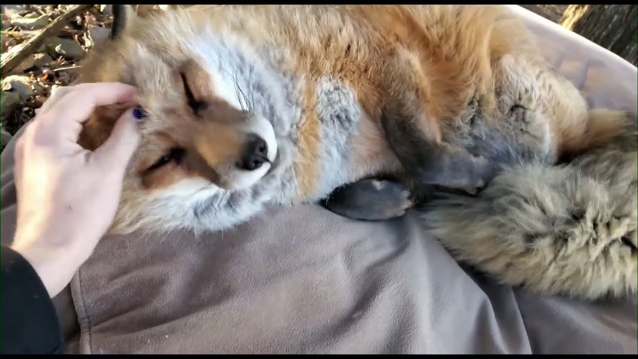 SaveAFox Rescue's Viral Video