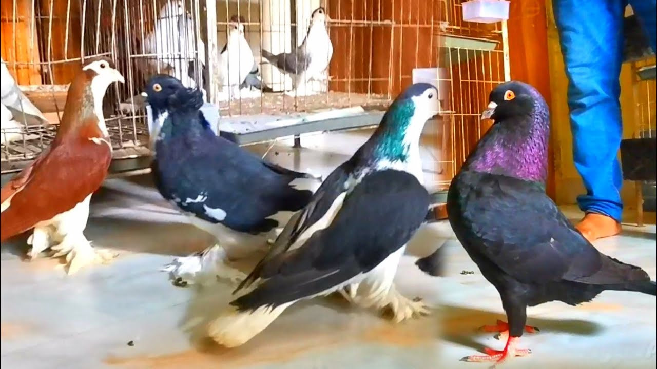 King vs house pigeon | fancy pigeon farm | indian pigeons | fancy pet