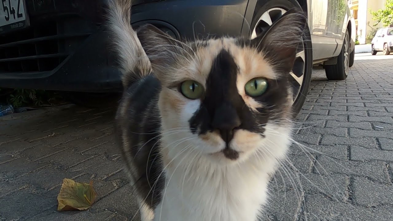 Every cat that hears my voice comes to me one by one