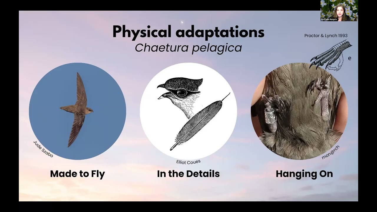 Mighty Migrations: Chimney Swift