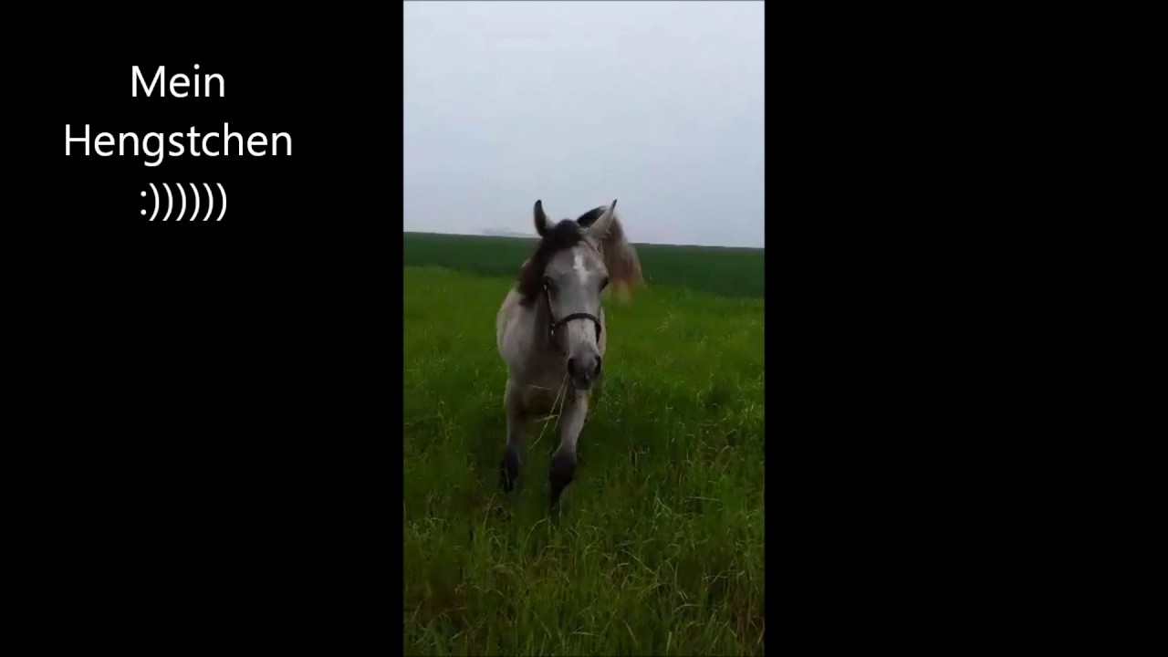 Mein Vollblut Araber Ares