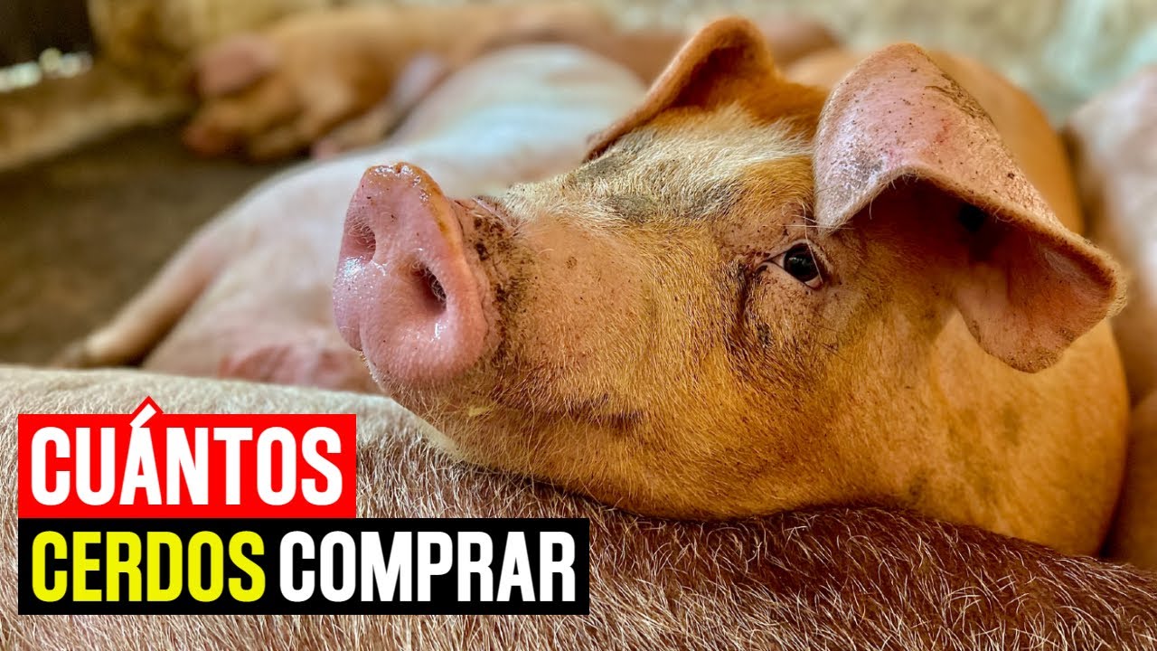 &iquest;C&oacute;mo Empezar a CRIAR y ENGORDAR CERDOS?