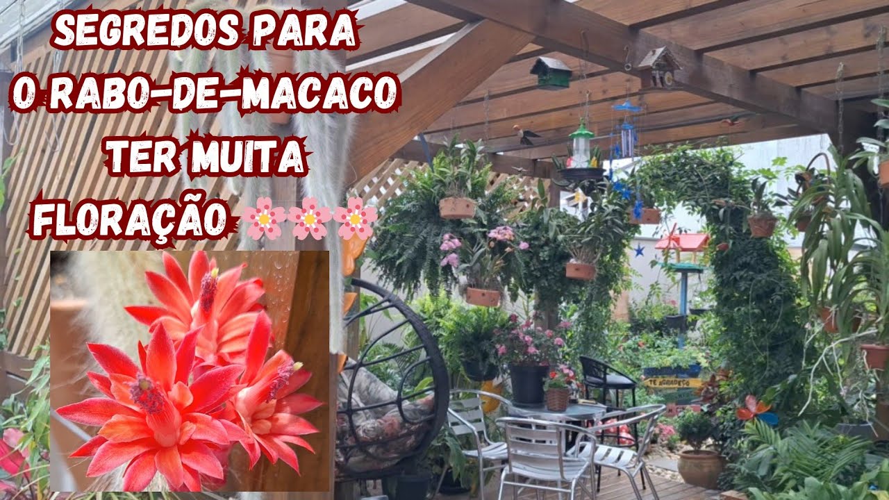 🌵 Preparando Meus Cactos Rabo de Macaco para Florir + Fofuras do Jardim! 🌸✨ 