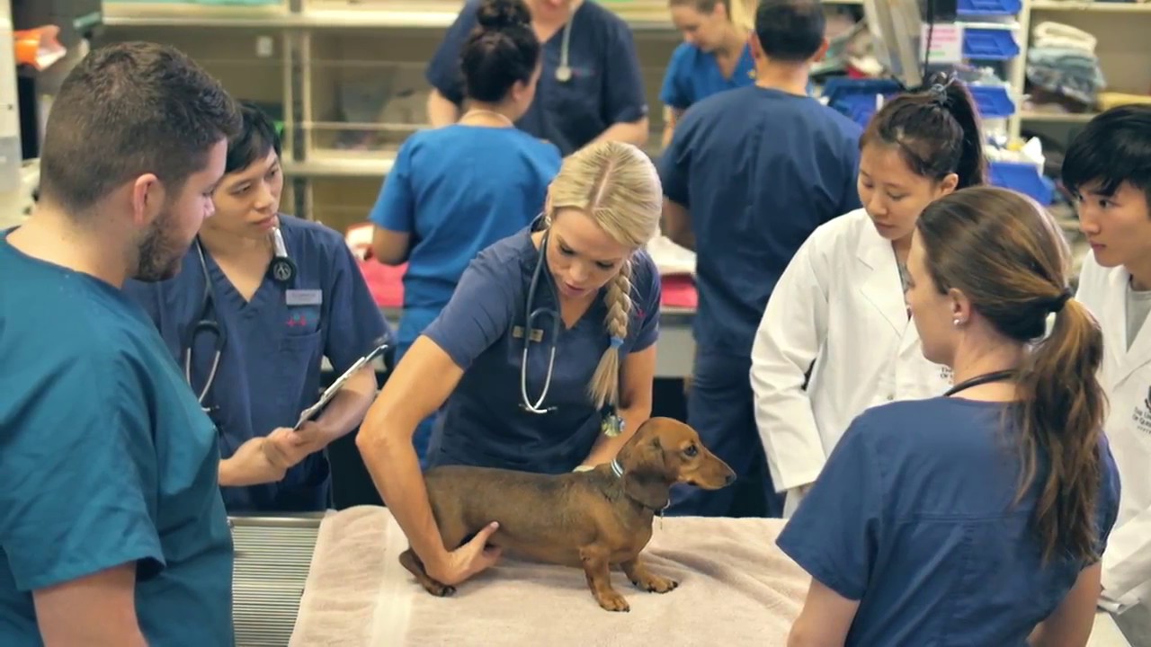 PET EMERGENCY IN THE MIDDLE OF THE NIGHT