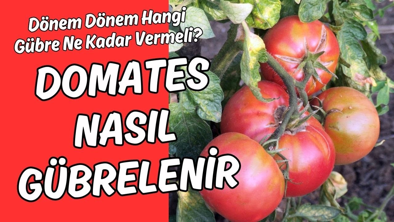 Domates Nasıl Gübrelenir 🍅 Dikimden Hasada Gübre Programı #domates #domatesbakımı
