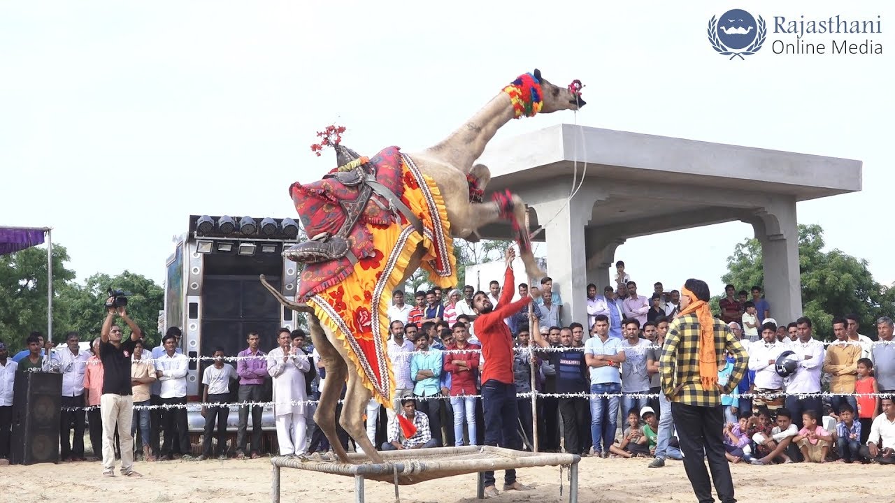 New Camel Dance Video 2018 | New Dj song 2018 | Rajasthani dance Video