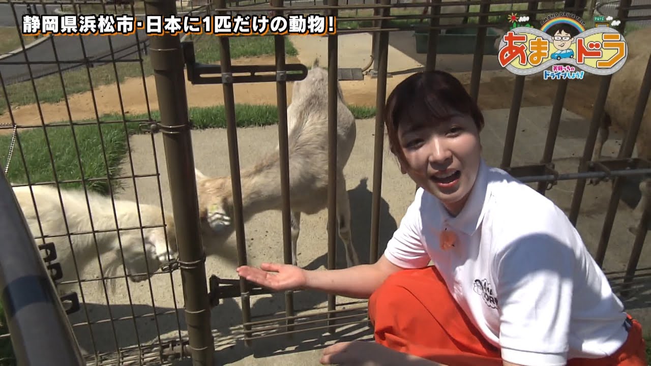 【動物園】“日本に1匹しかいない希少動物”とは？ はまZOO（静岡県浜松市）【あまドラ～天野っちのドライブしよう！！～】