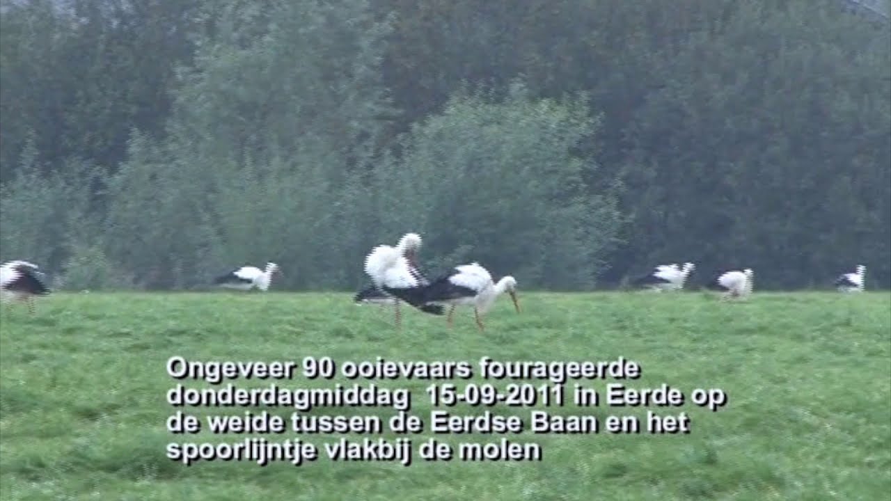 Oivers 2011