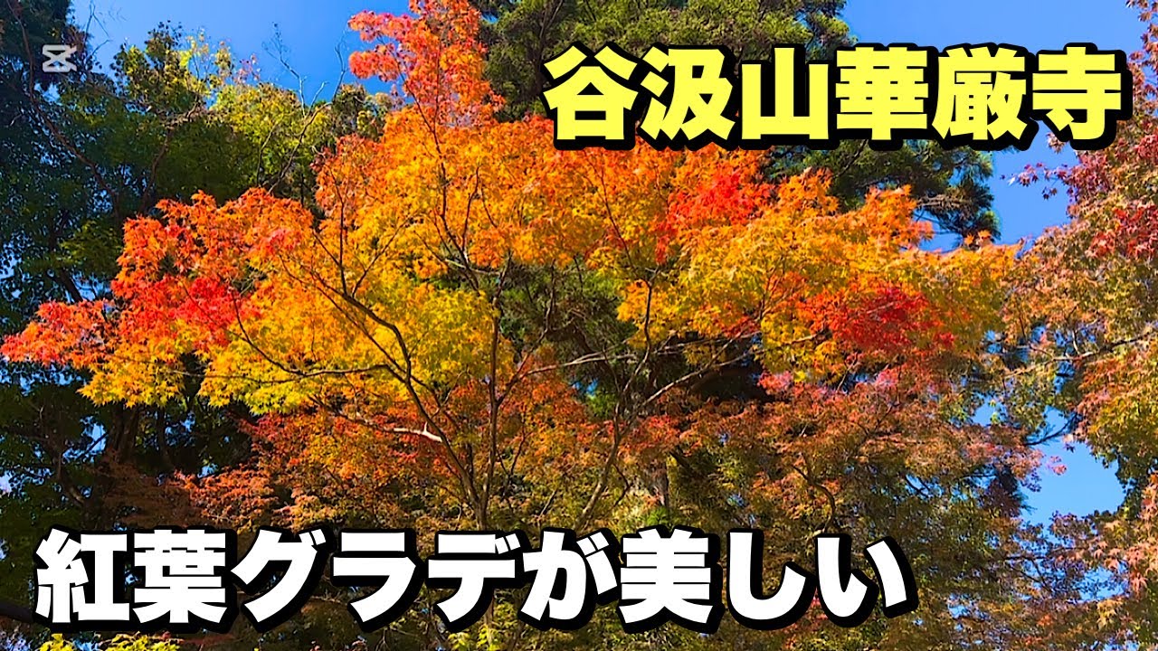 【2025紅葉】淡い色づきが美しい…谷汲山華厳寺の紅葉グラデーションへサイクリング【岐阜・揖斐川町】