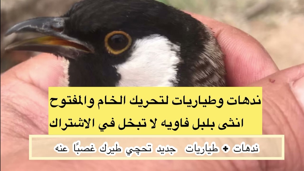طياريات + ندهات أنثى بلبل فاويه تحچي طيرك غصب  تحياتي للجميع الاشتراك فضلًا خلي نوصل الف مشترك