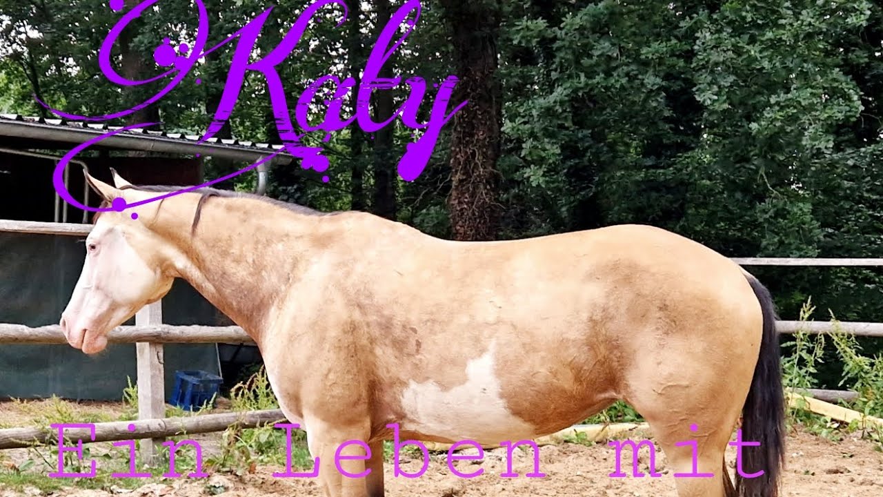 Katy - Ein Leben mit PSSM2 / MIM | Serie Part 1