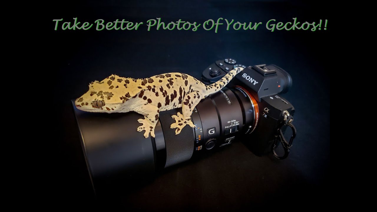 A Complete Reptile Photography Guide! Take better photos of your geckos!