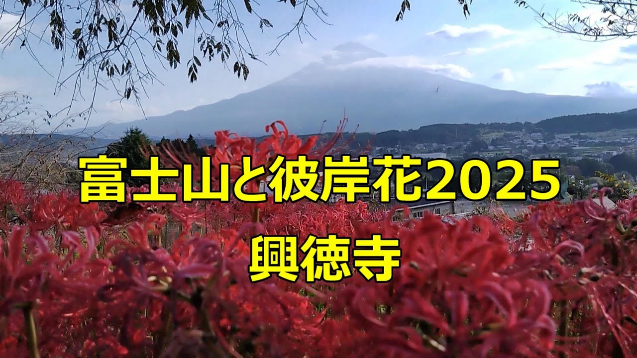 2025富士山と彼岸花　興徳寺　Mount Fuji and red spider lilies