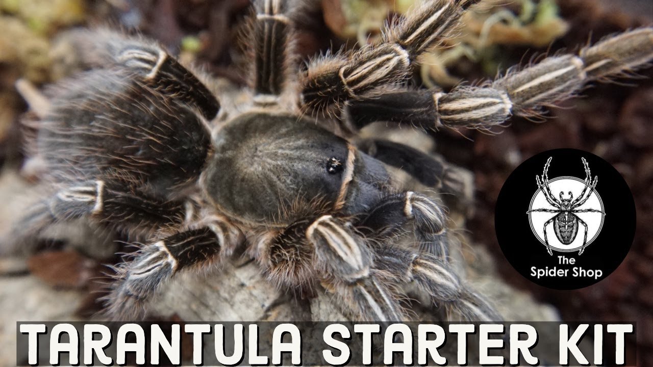 The Spider Shop Tarantula Starter Kit