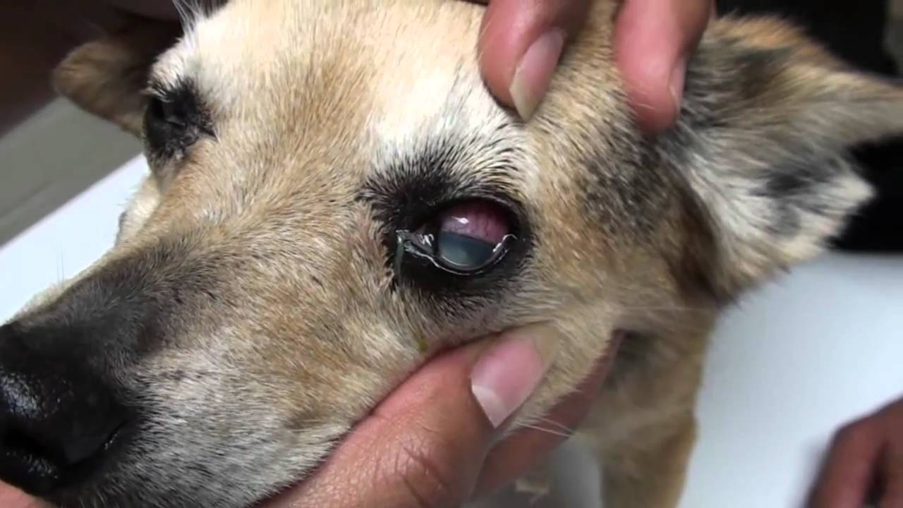 Glaucoma in a Dog