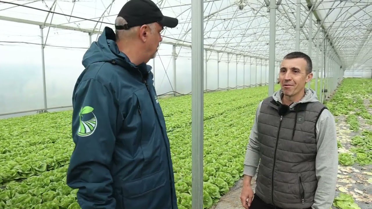 Izobilje zelene salate - kvalitet razbija, ali cena koči