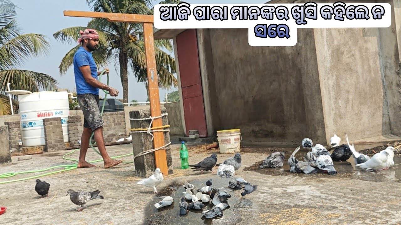ଆଜି ପାରା ମାନଙ୍କର ଖୁସି କହିଲେ ନ ସରେ 🤩 ||HIGHFLYER PIGEON||