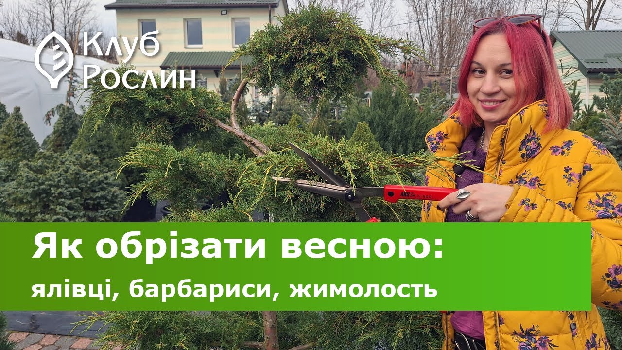 Як обрізати весною барбариси, жимолость, ялівці