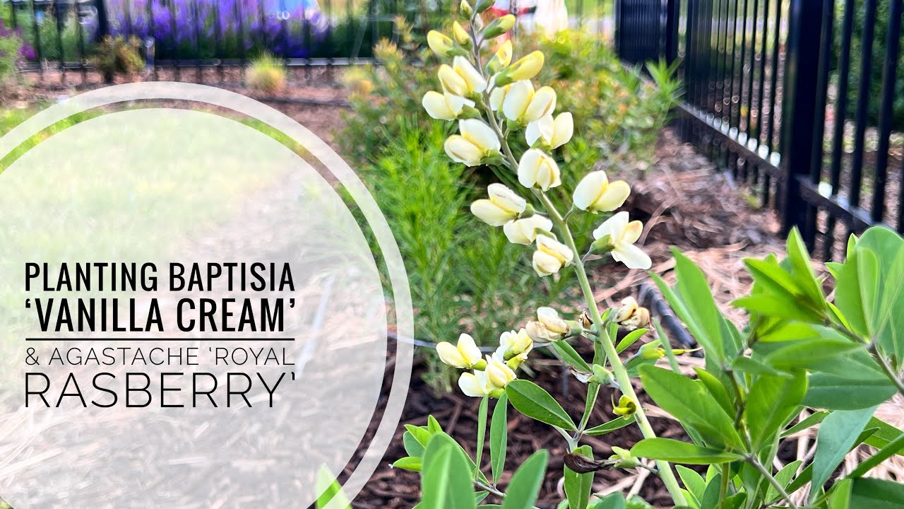 Elevate Your Garden with Baptisia 'Vanilla Cream' & Agastache 'Royal Raspberry'!
