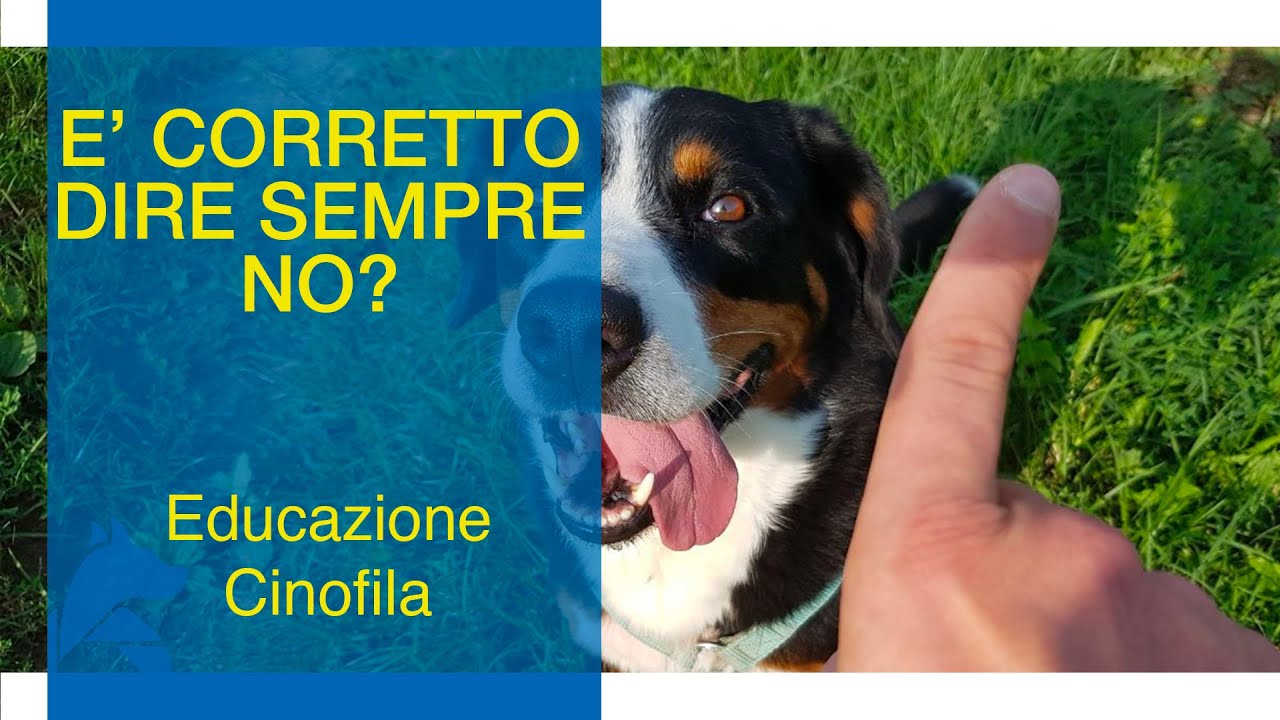NO!! È Giusto dirlo Sempre al Cane?