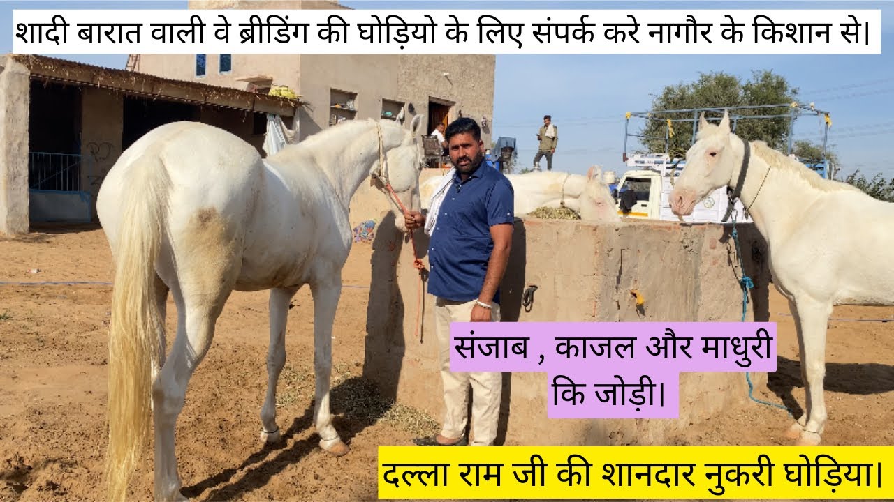 नागौर के साधारण किसान की शानदार घोड़िया। शादी बारात वे ब्रीडिंग वाली घोड़ियों का कलेक्शन #views 
