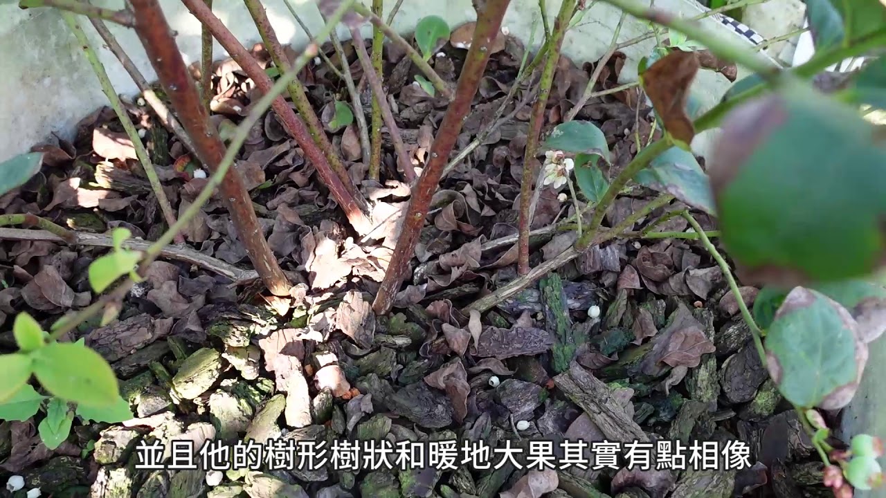 藍苺種植介紹之2  |   Introduction to Blueberry Planting 2