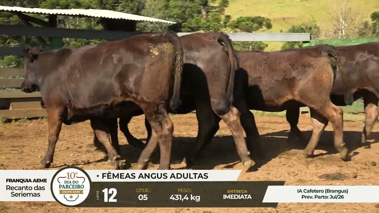 LOTE 12 - 10° Dia do Parceiro Grupo AEME - 06 e 07 de Fevereiro de 2026 Etapa das Fêmeas
