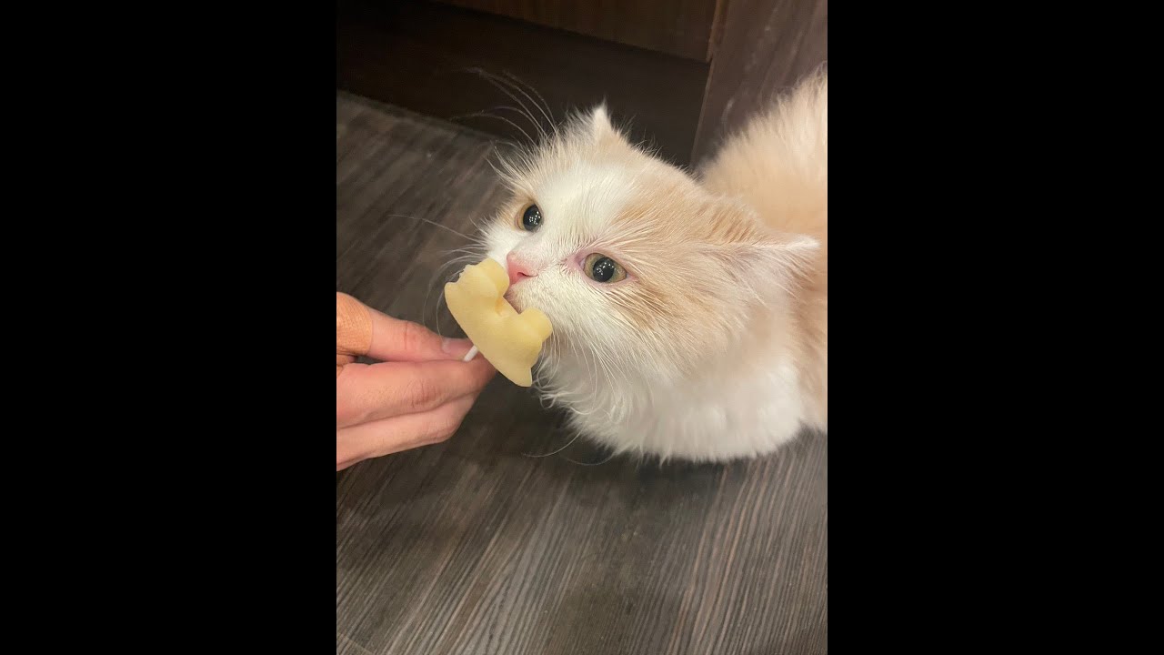 short配信頭悪くないか！？