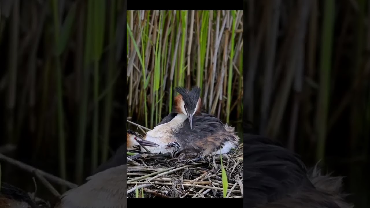Great crested grebe water birds and his nest #great #grebe #birds #nest #nature #shorts #youtube