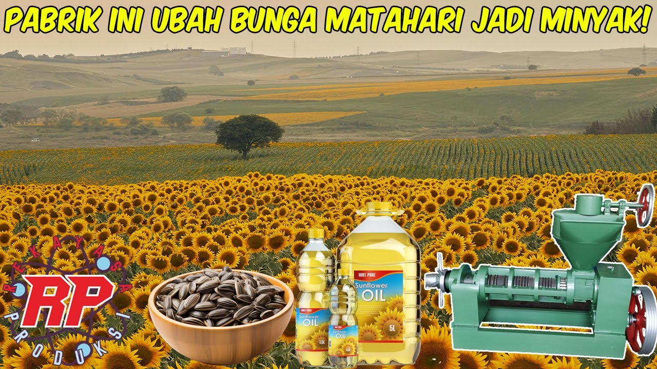 RAHASIA DI BALIK MINYAK GORENG SEHAT | BEGINI PROSES SUNFLOWER OIL DIBUAT DI PABRIK CANGGIH