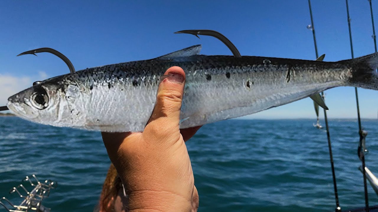 SIMPLE BAIT TRICK ENDS IN GIANT SURPRISE!