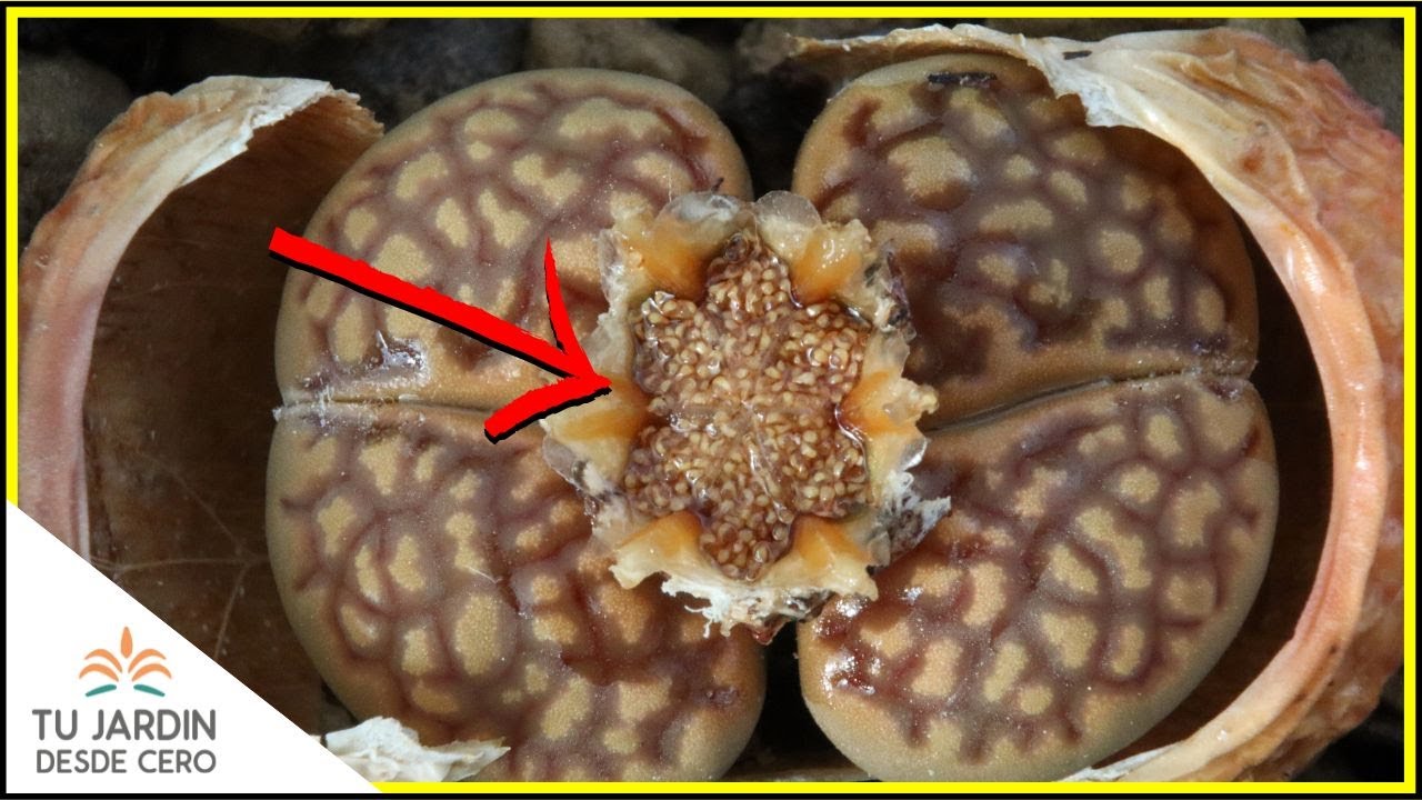 😮 La FASCINANTE apertura de una CÁPSULA de semillas de LITHOPS 🌱