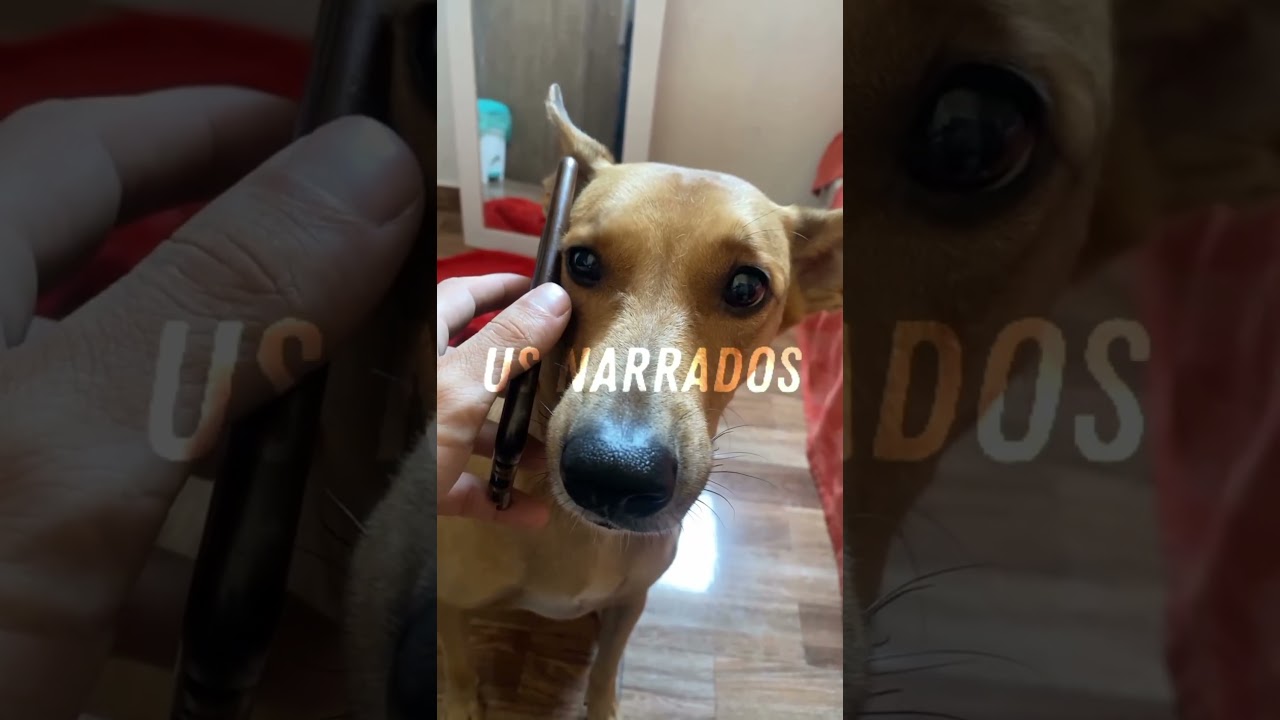 animais da zueira#15 #animais #animaisengra&ccedil;ados #caramelo #narrador #engra&ccedil;ado #gatos #cao #zueira