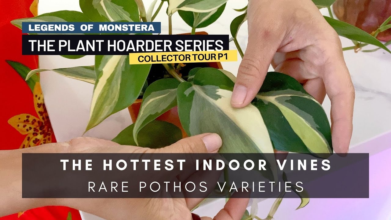 P1. Plant Tour with the Hottest Pothos Species | Vining Indoor Houseplants | Plant Hoarder Series