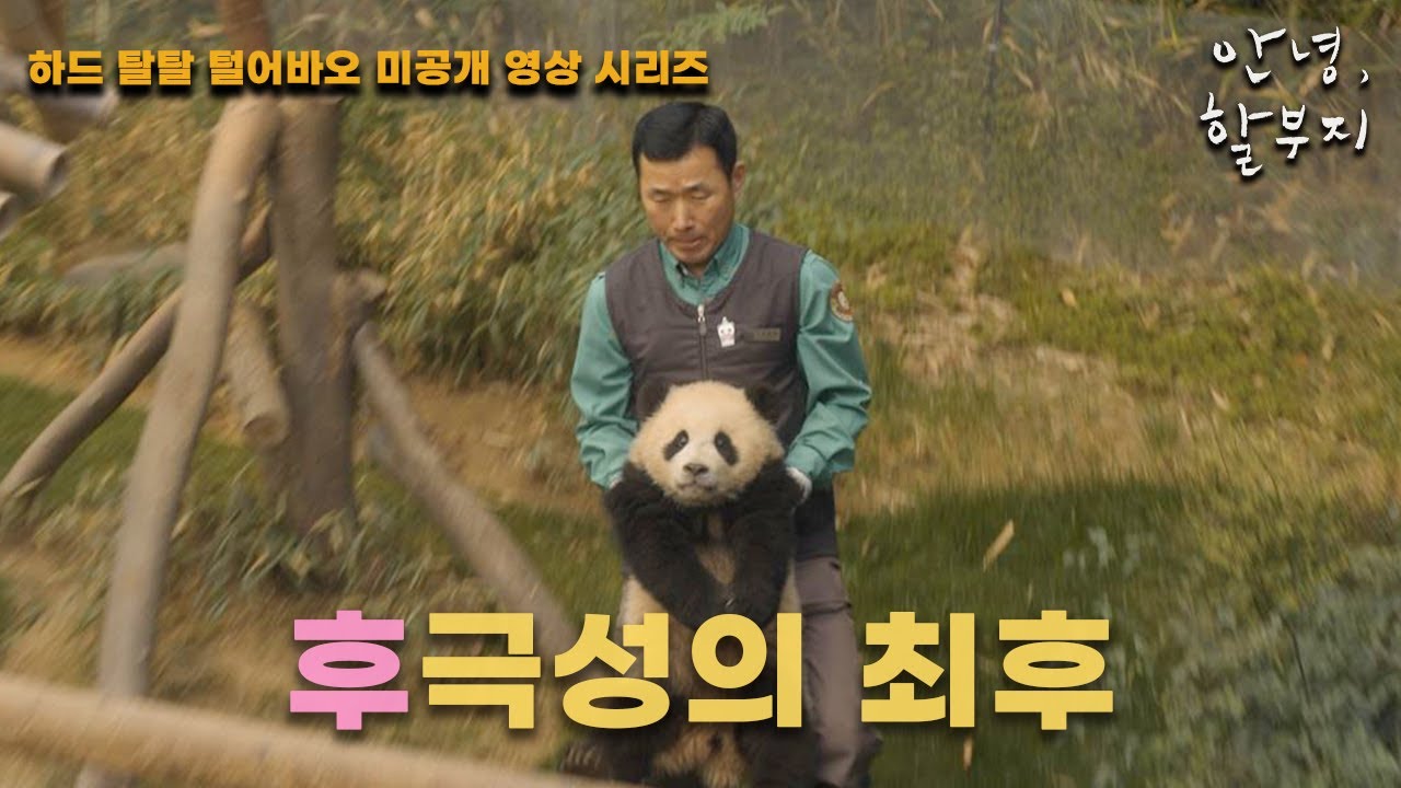 [안녕,할부지] 하드 탈탈 털어바오 미공개 영상 시리즈 23편 - 후극성의 최후
