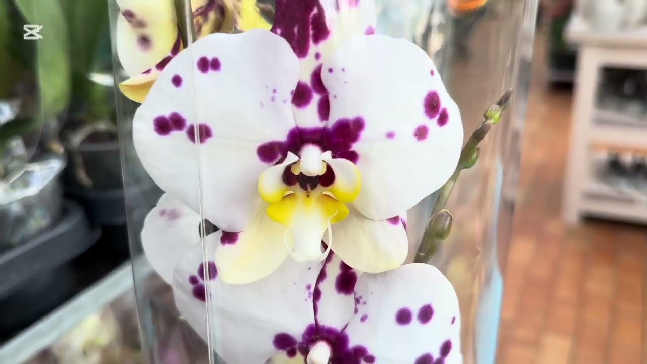 ОБЗОР ПРЕДПРАЗДНИЧНОЙ🌺 ПОСТАВКИ 🌸В СЦ «МАТЕРИК»🌺 более 1000 орхидей