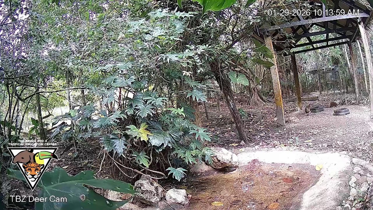 The Belize Zoo Live Cam