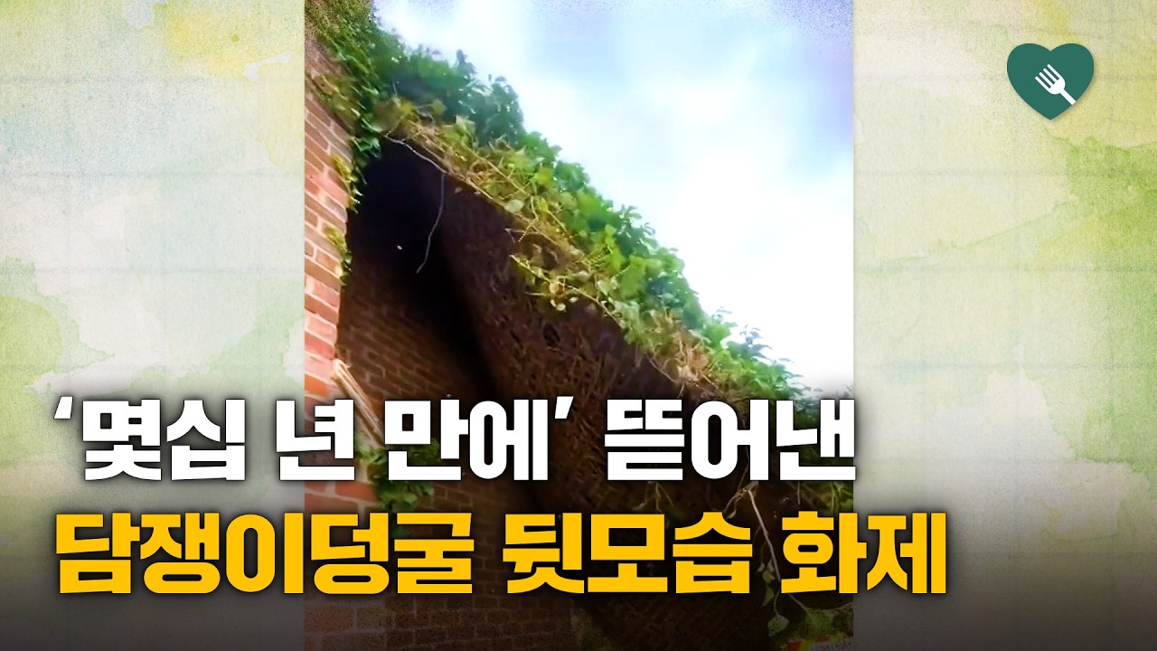 집 전체 뒤덮은 담쟁이덩굴&middot;&middot;&middot;몇십 년 만에 제거했더니