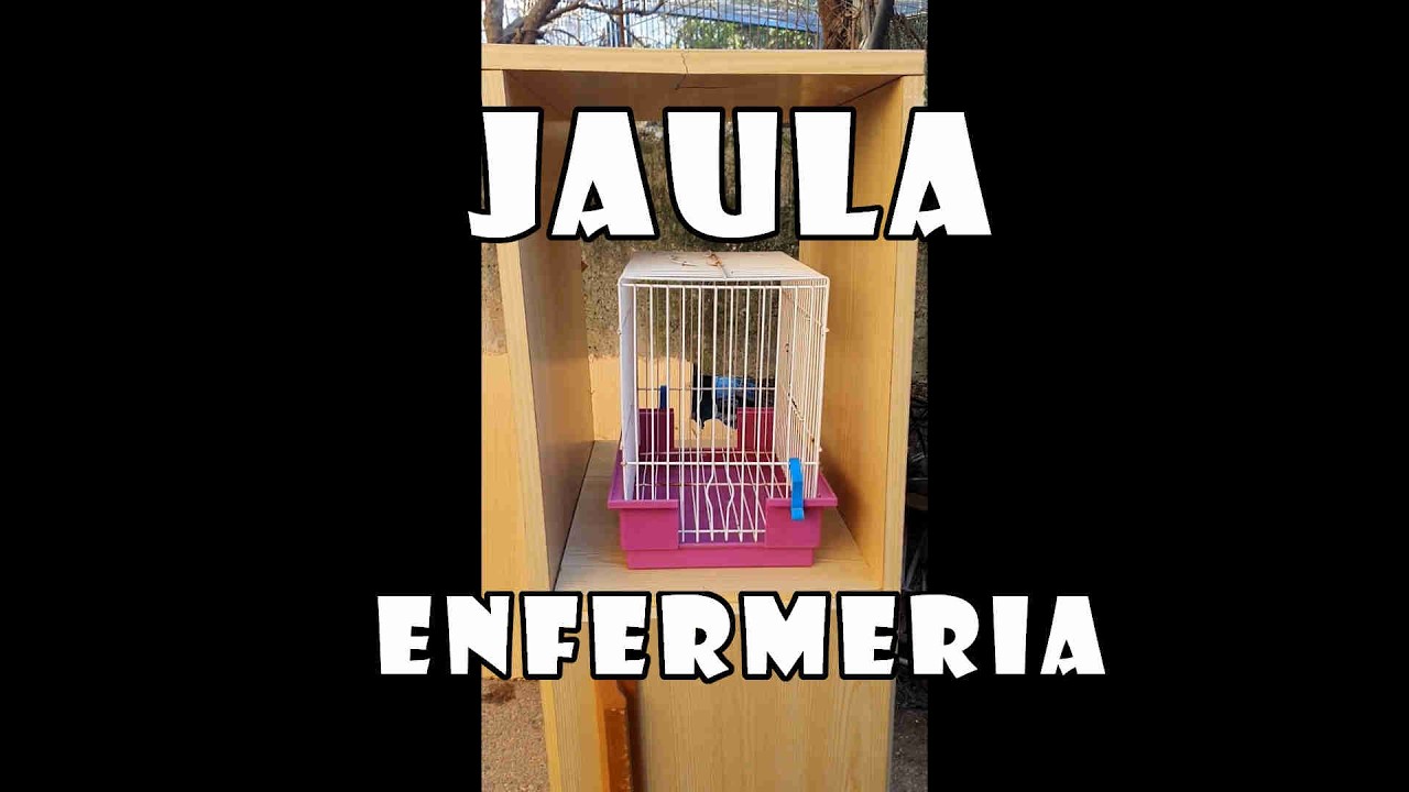 💥 JAULA  Enfermería 🏥