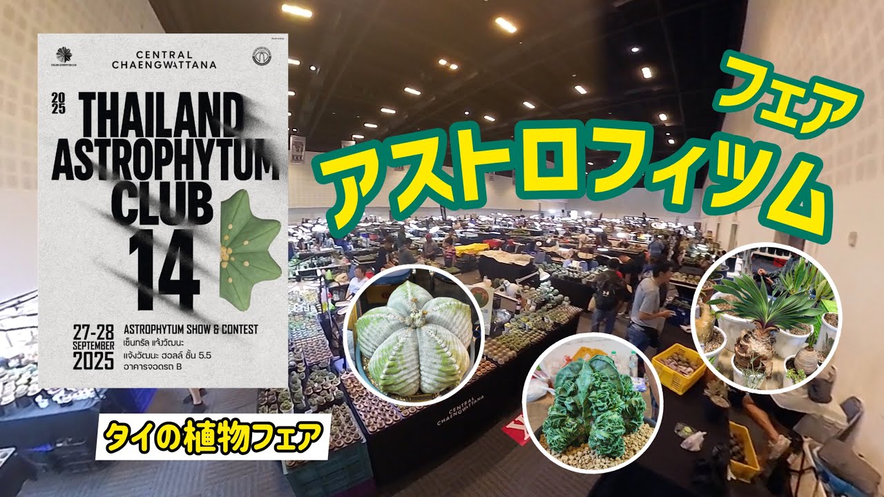 【タイの植物フェア】アストロフィツム ショー＆コンテスト！！！